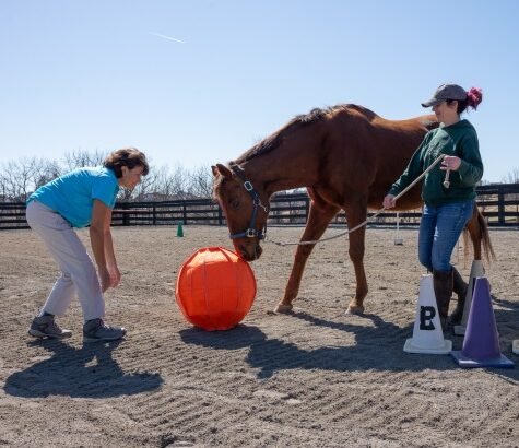 Groundwork with orange ball